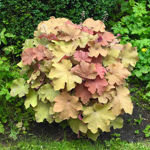 Caramel Heuchera Plant