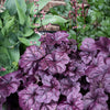 Dolce® Wildberry Heuchera (Coral Bells)