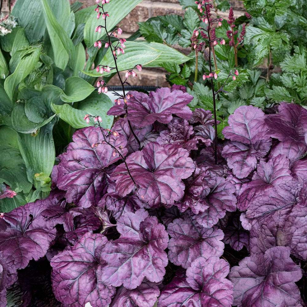 Dolce® Wildberry Heuchera (Coral Bells)