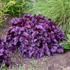Dolce® Wildberry Heuchera (Coral Bells)