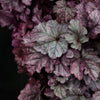 Dolce® Wildberry Heuchera (Coral Bells)