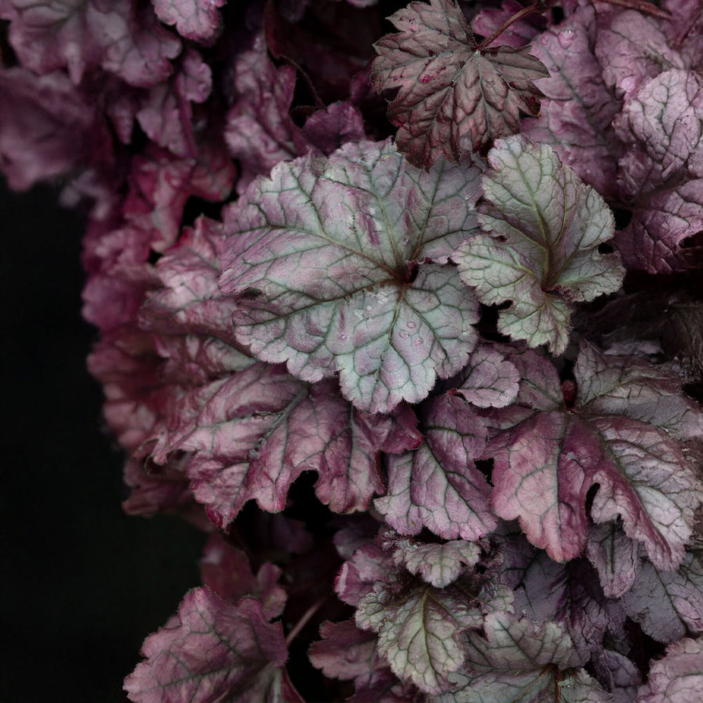 Dolce® Wildberry Heuchera (Coral Bells)