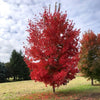 Highland Park® Sugar Maple Tree