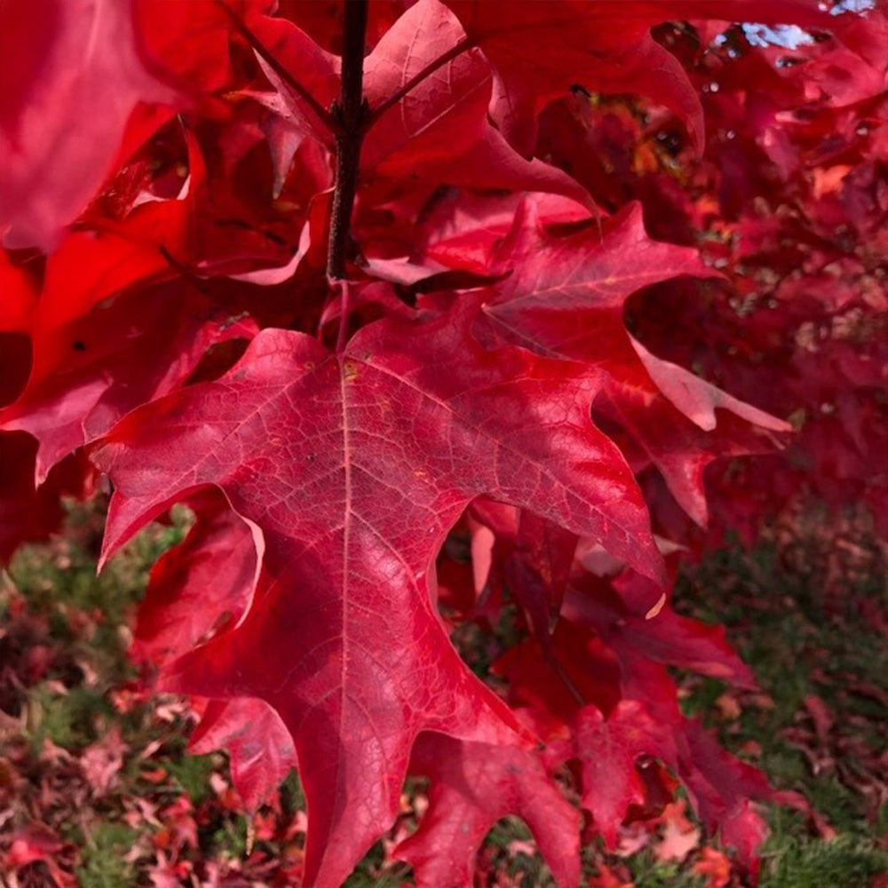 Highland Park® Sugar Maple Tree