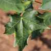 Highland Park® Sugar Maple Tree