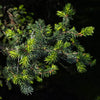 Hillside Upright Norway Spruce Tree