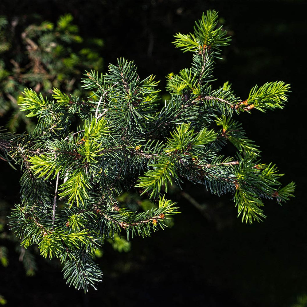 Hillside Upright Norway Spruce Tree