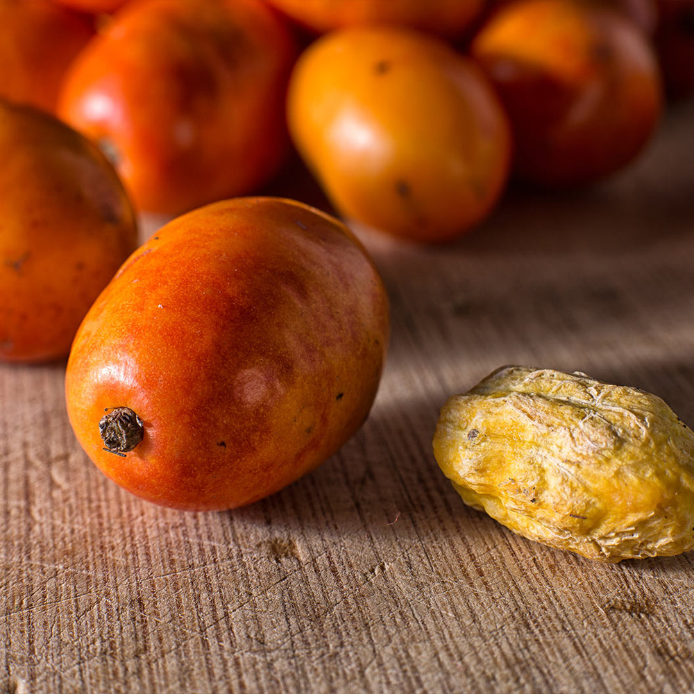 Corazan Red Hog Plum Tree