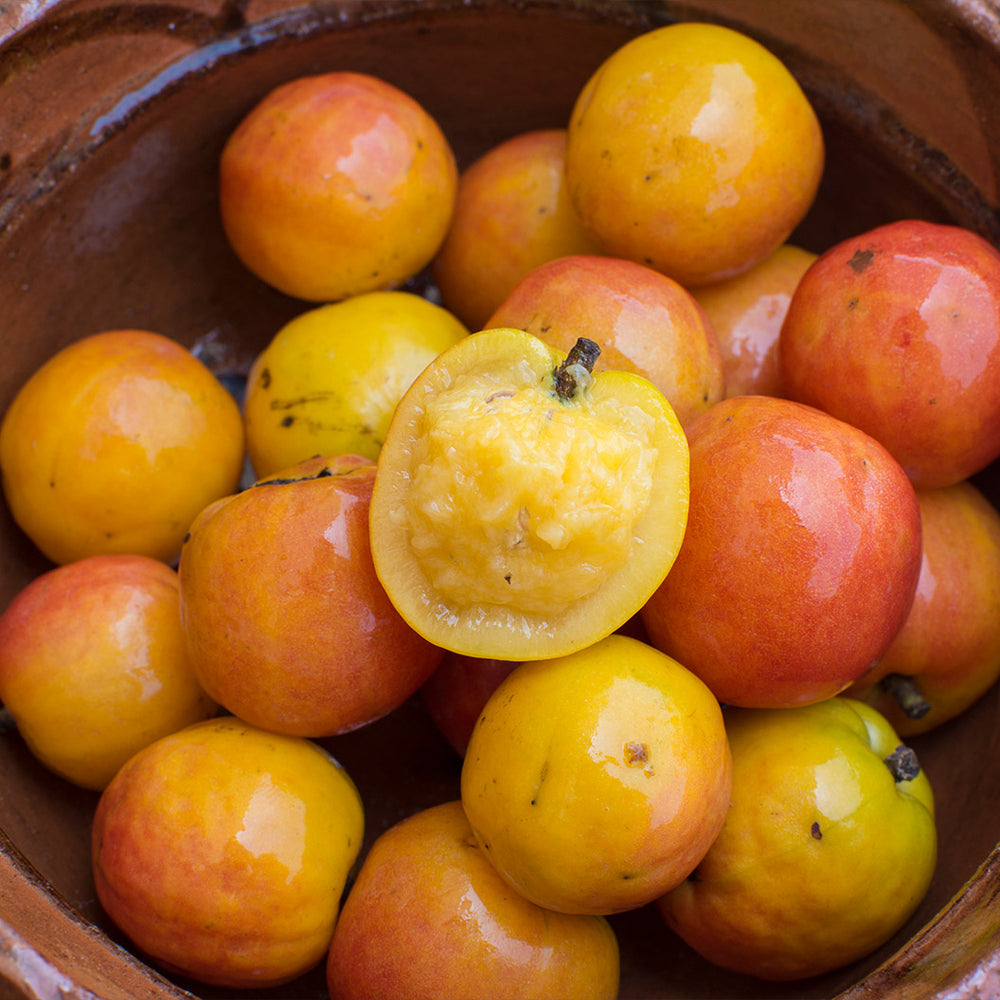 Corazan Red Hog Plum Tree
