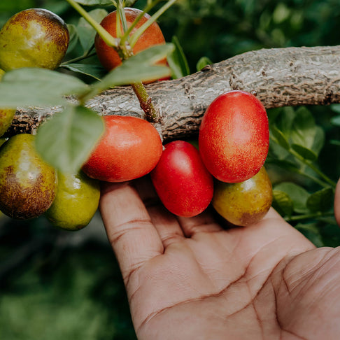 Corazan Red Hog Plum Tree