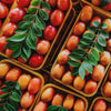 Corazan Red Hog Plum Tree