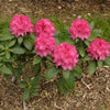 Holden's Fuchsia Hybrid Rhododendron Shrub