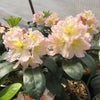 Holden's™ Peach Hybrid Rhododendron Shrub