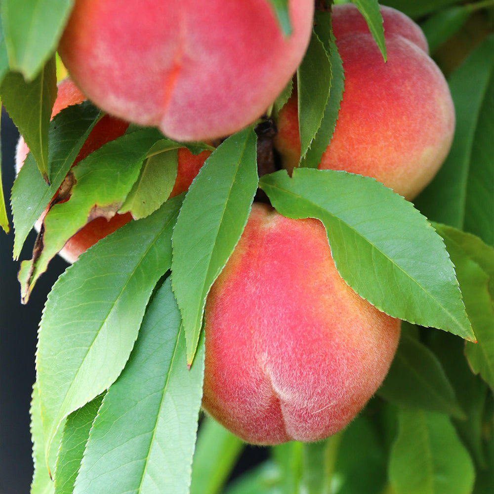 Honey Babe Patio Peach Tree