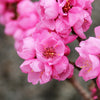 Honey Babe Patio Peach Tree