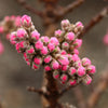 Honey Babe Patio Peach Tree