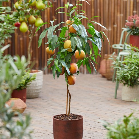 Honey Babe Patio Peach Tree