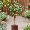 Honey Babe Patio Peach Tree