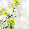 Enterprise Apple Tree