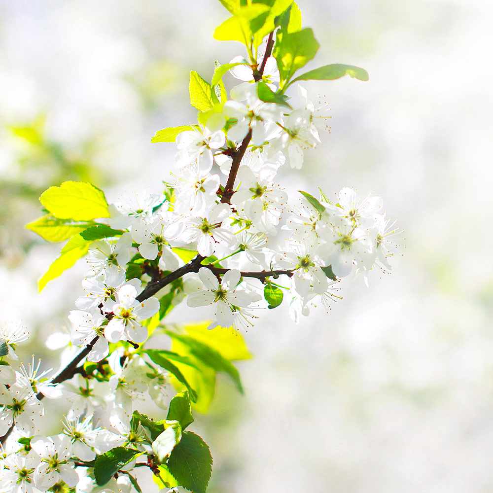 Enterprise Apple Tree