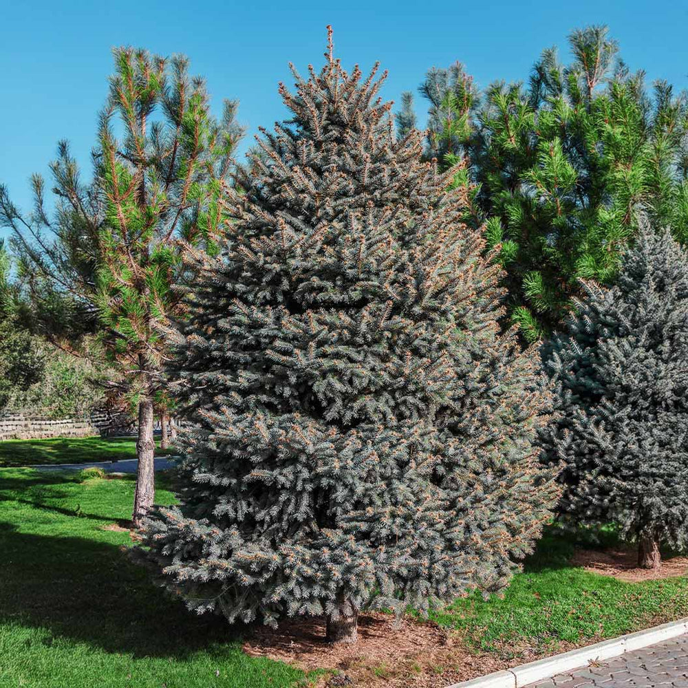 Hoops Blue Spruce Tree