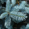 Hoops Blue Spruce Tree