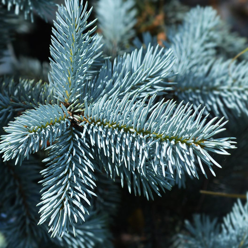 Hoops Blue Spruce Tree