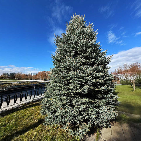 Hoops Blue Spruce Tree