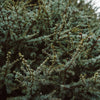 Horstmann Blue Atlas Cedar Tree