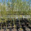 Willow Hybrid Tree