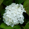 3-in-1 Hydrangea
