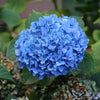 3-in-1 Hydrangea