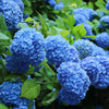 3-in-1 Hydrangea