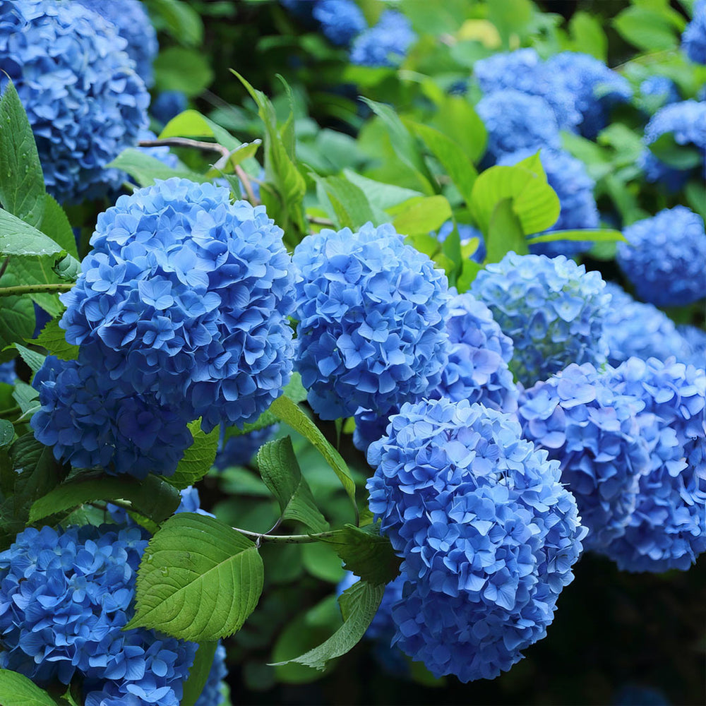 3-in-1 Hydrangea
