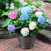 3-in-1 Hydrangea