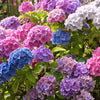 3-in-1 Hydrangea