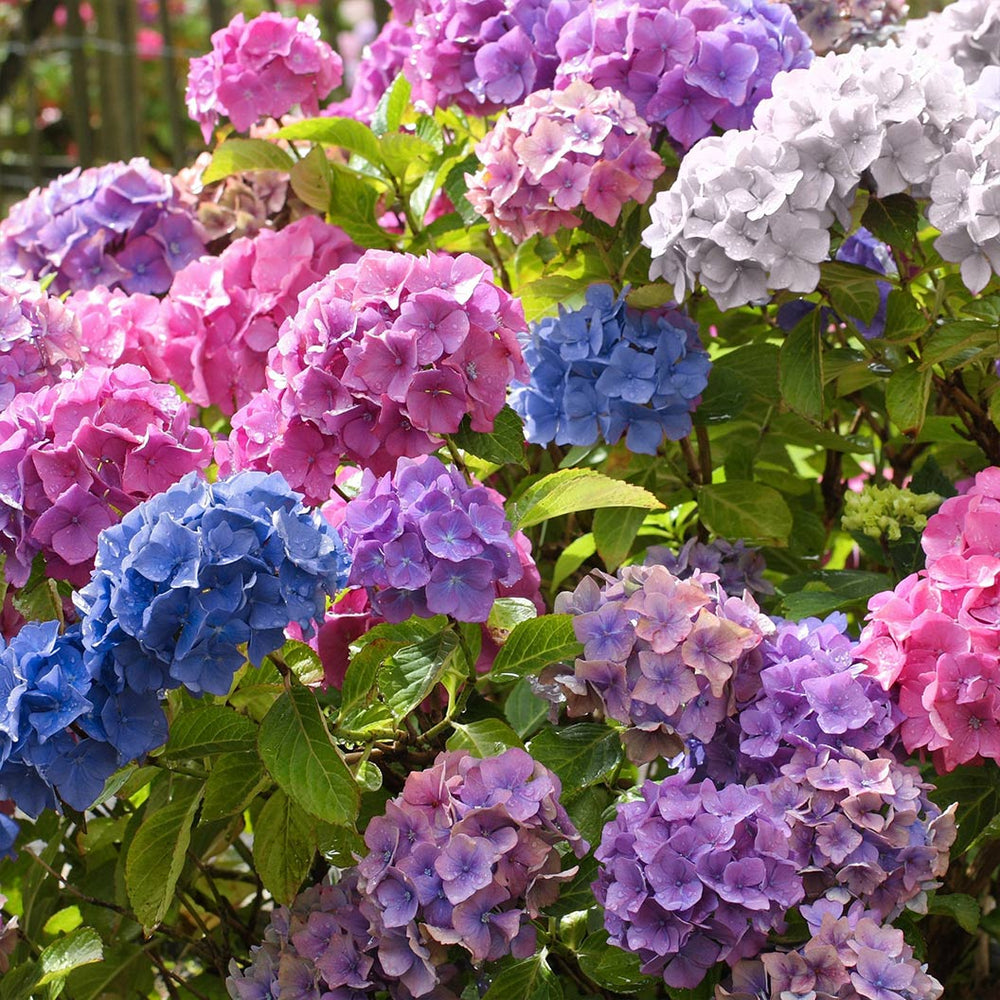 3-in-1 Hydrangea