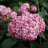 Proven Winners® Invincibelle Mini Mauvette® Hydrangea Shrub