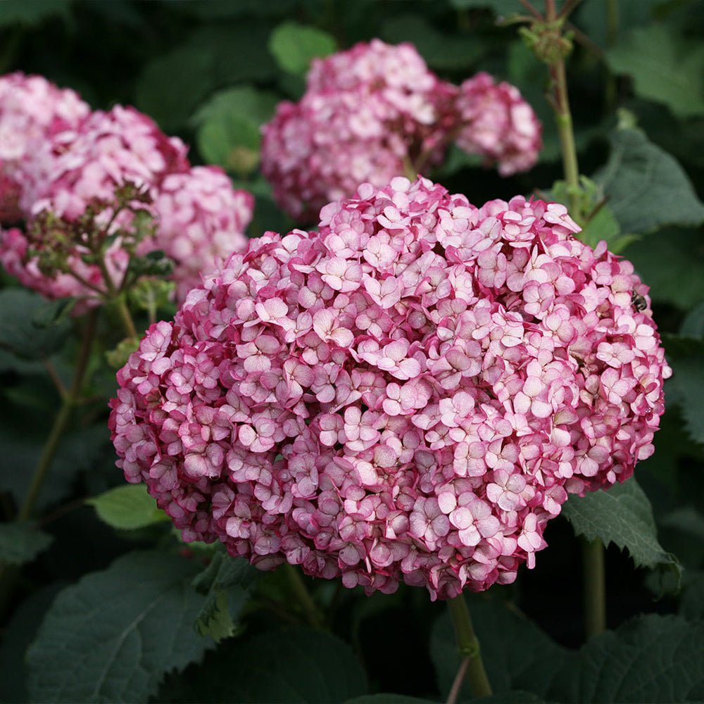 Proven Winners® Invincibelle Mini Mauvette® Hydrangea Shrub