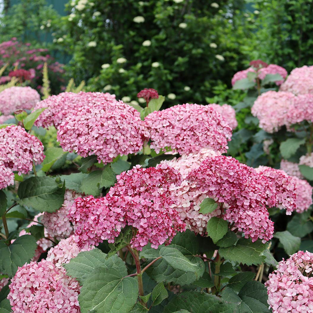 Proven Winners® Invincibelle Mini Mauvette® Hydrangea Shrub