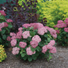 Proven Winners® Invincibelle Mini Mauvette® Hydrangea Shrub