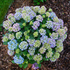 Proven Winners® Let's Dance Lovable Hydrangea Shrub