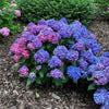 Proven Winners® Let's Dance Lovable Hydrangea Shrub