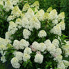 Proven Winners® Quick Fire Fab Hydrangea Shrub