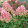 Proven Winners® Quick Fire Fab Hydrangea Shrub