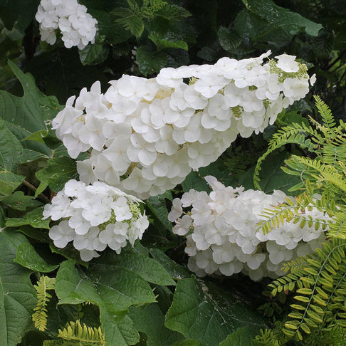 Proven Winners® Gatsby Gal® Oakleaf Hydrangea Shrub