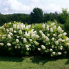 Proven Winners® Gatsby Gal® Oakleaf Hydrangea Shrub