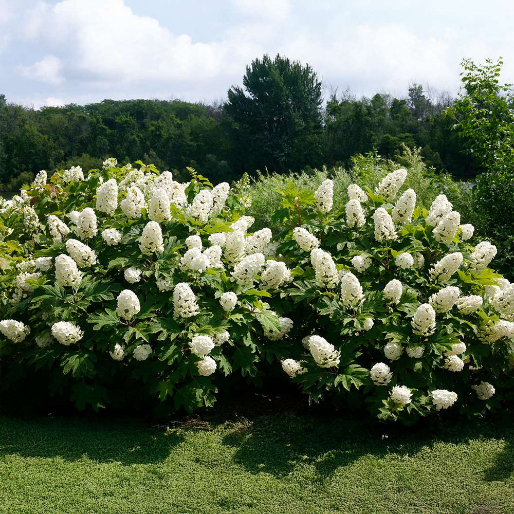 Proven Winners® Gatsby Gal® Oakleaf Hydrangea Shrub