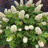 Proven Winners® Gatsby Gal® Oakleaf Hydrangea Shrub