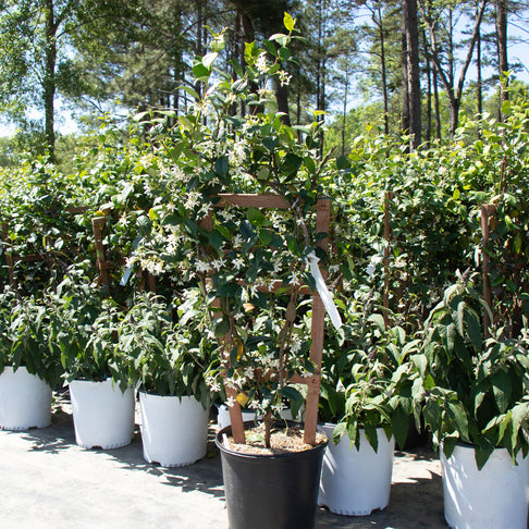 Star Jasmine Vine